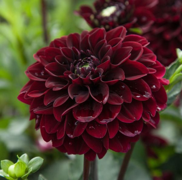 Bolldahlia