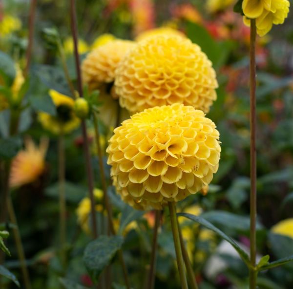 Bolldahlia