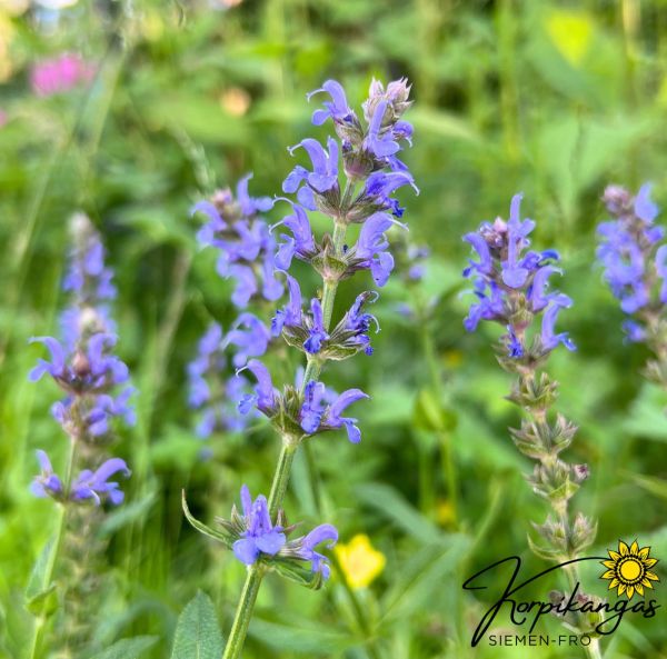Loistosalvia, ruukkutaimi