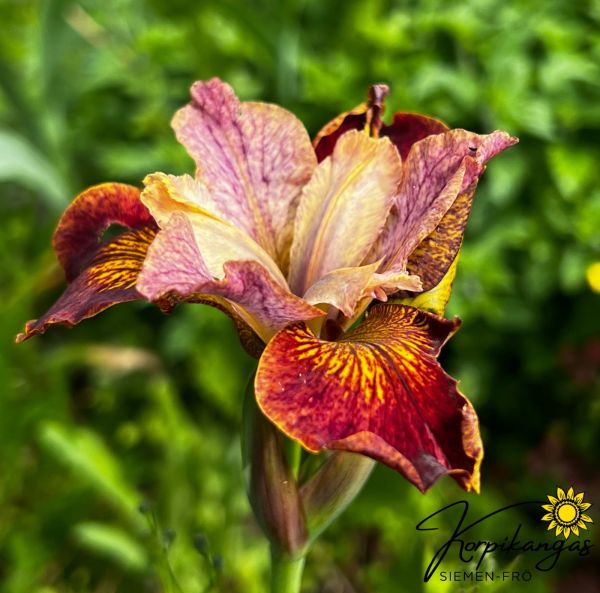 Sibirisk iris - rötter