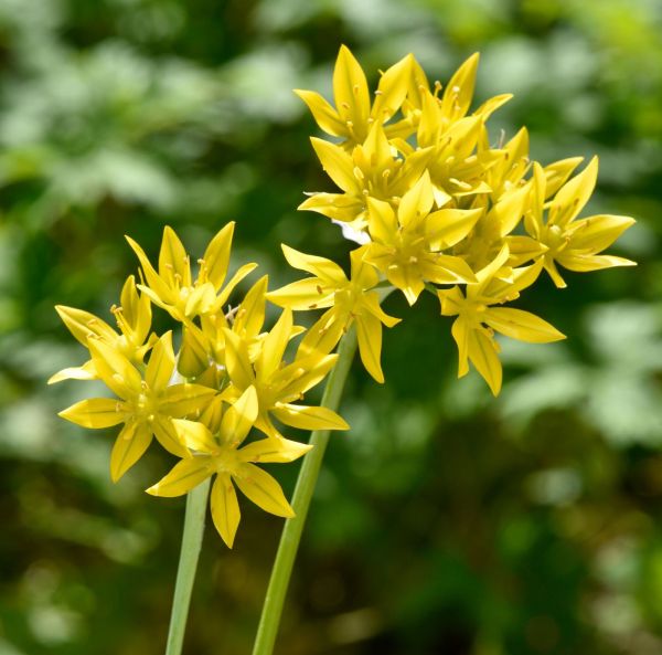 Keltalaukka