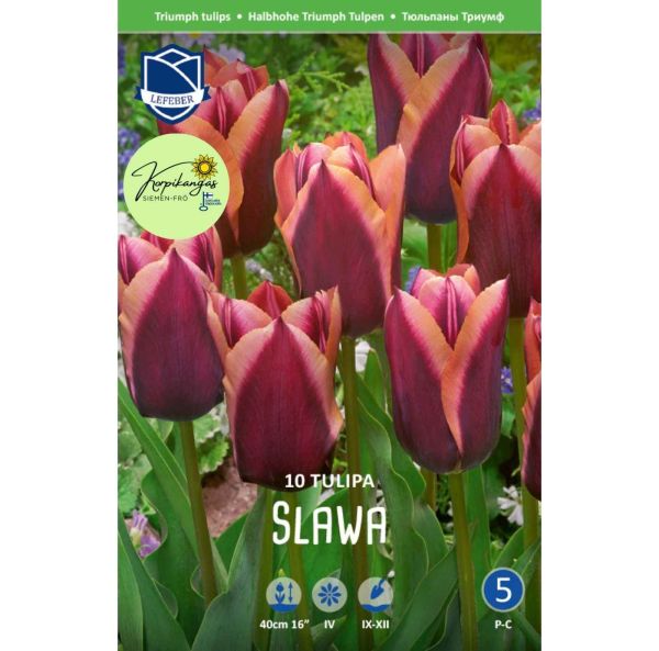 Triumph-tulppaani-3