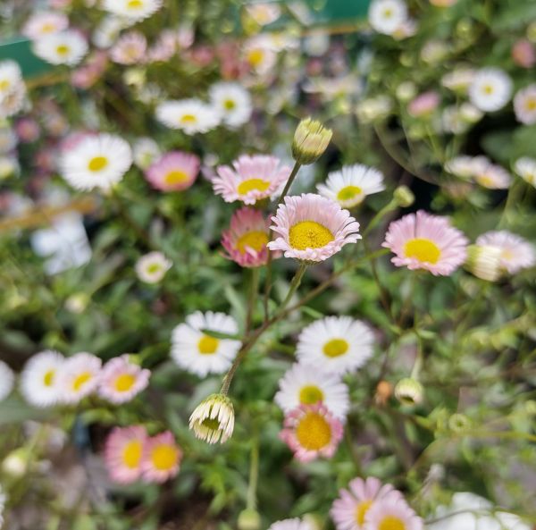 Murbrinka, Karvinskis prästkrage