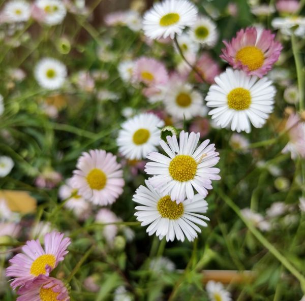 Murbrinka, Karvinskis prästkrage-2