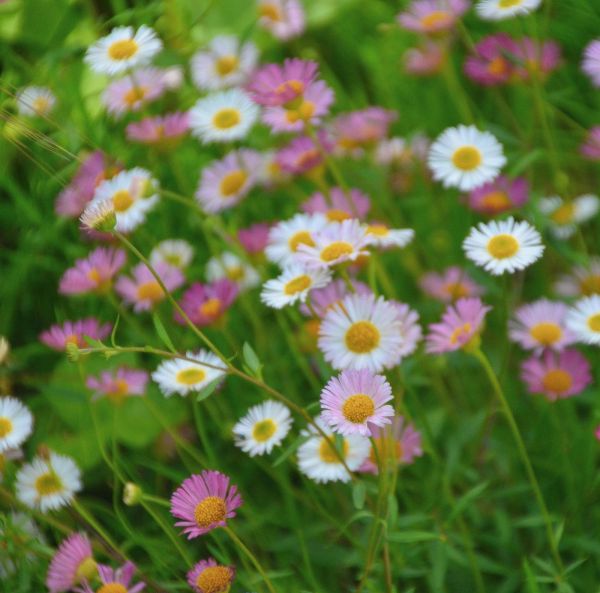 Murbrinka, Karvinskis prästkrage-4