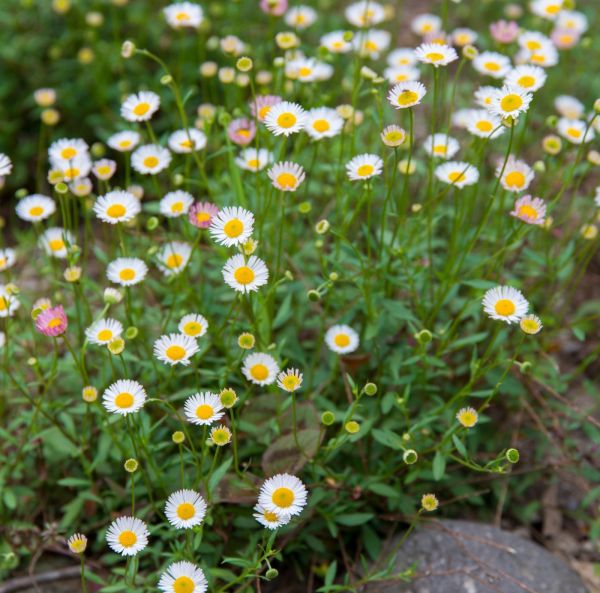 Murbrinka, Karvinskis prästkrage-3