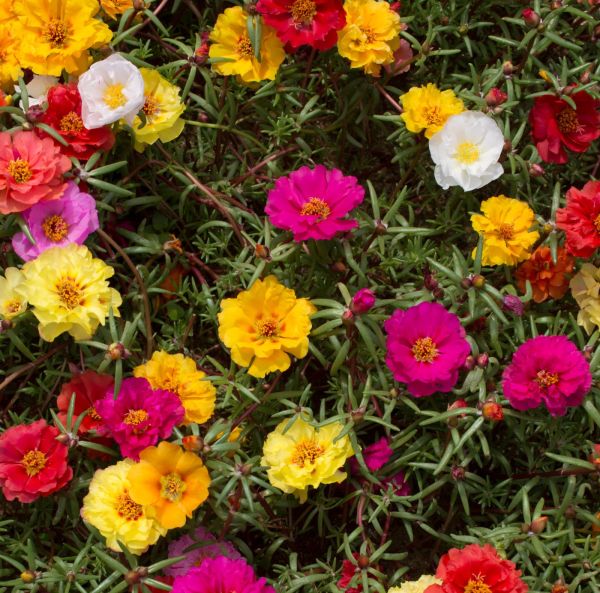 Koristeportulakka sekoitus-2