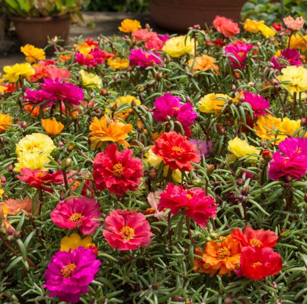 Koristeportulakka sekoitus-3