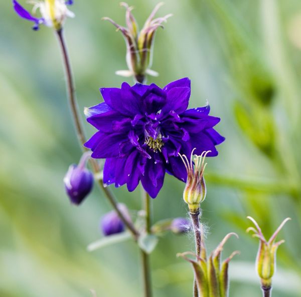 Akileija, Lehtoakileija-2