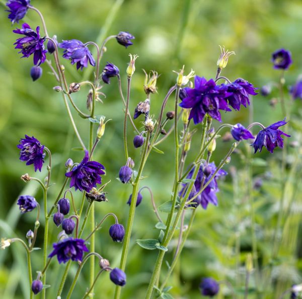 Akileija, Lehtoakileija