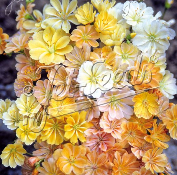 Levisia färgblandning