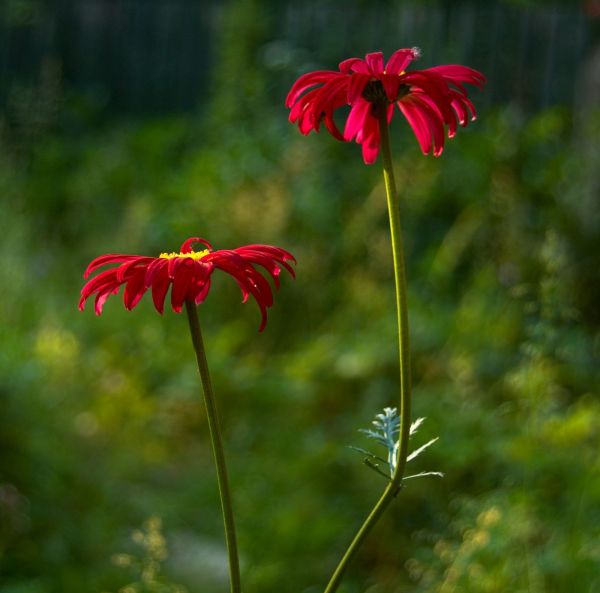 Punapäivänkakkara-2