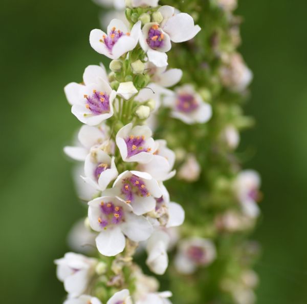 Kynttilätulikukka-2