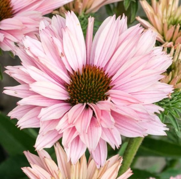 Röd Rudbeckia -Rötter