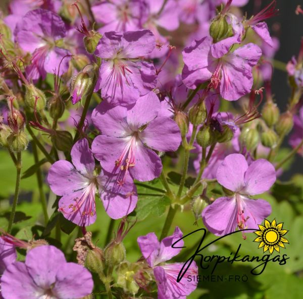 Tuoksukurjenpolvi, pikkutaimi