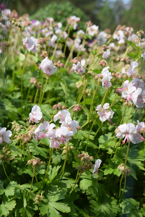 Doftnäva, pluggplanta