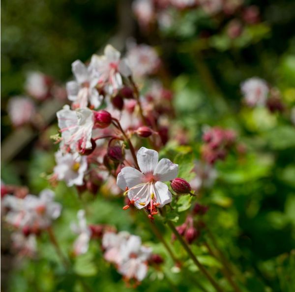 Tuoksukurjenpolvi, pikkutaimi-2