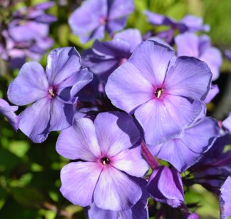 Höstflox, pluggplanta