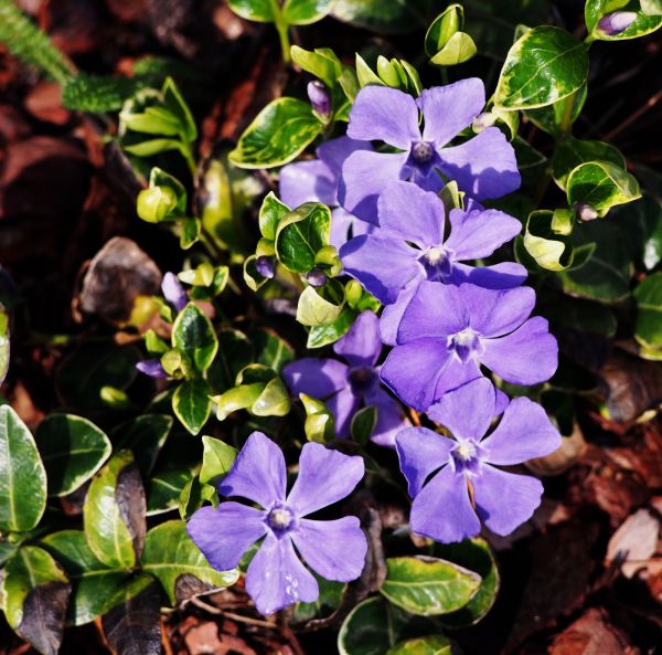 Vintergröna, pluggplanta