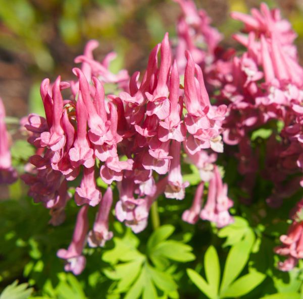Pystykiurunkannus