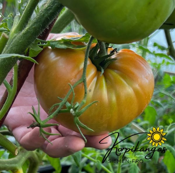 Pihvitomaatti kasvihuoneeseen-2