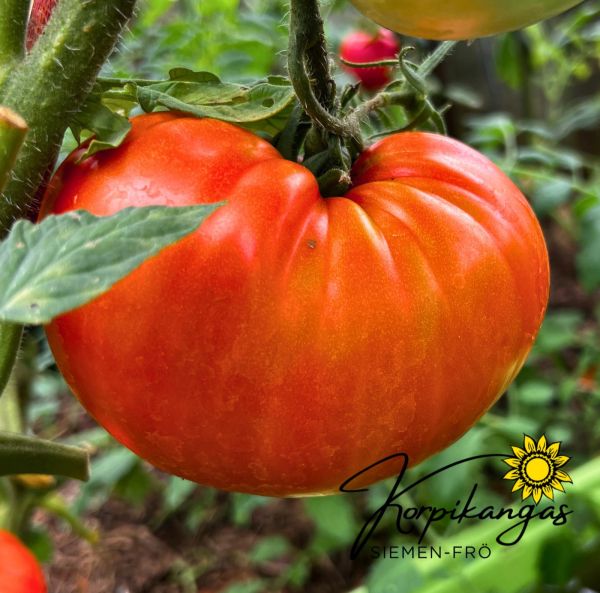 Pihvitomaatti kasvihuoneeseen