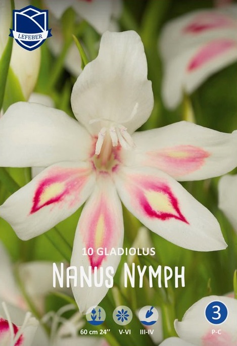 Kääpiömiekkalilja