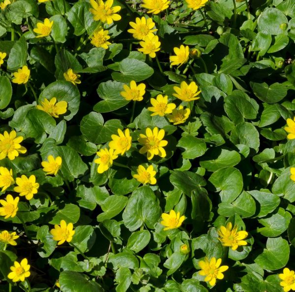 Mukulaleinikki -Juurakko