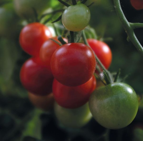 Kirsikkatomaatti-2