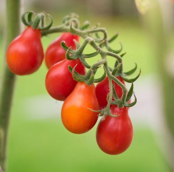 Päärynätomaatti, Kirsikkatomaatti