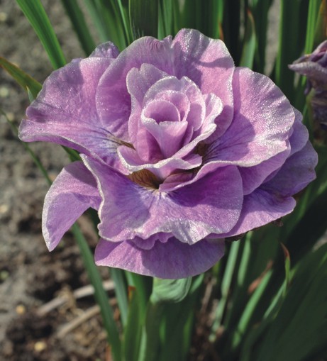 Iris, Strand- rötter