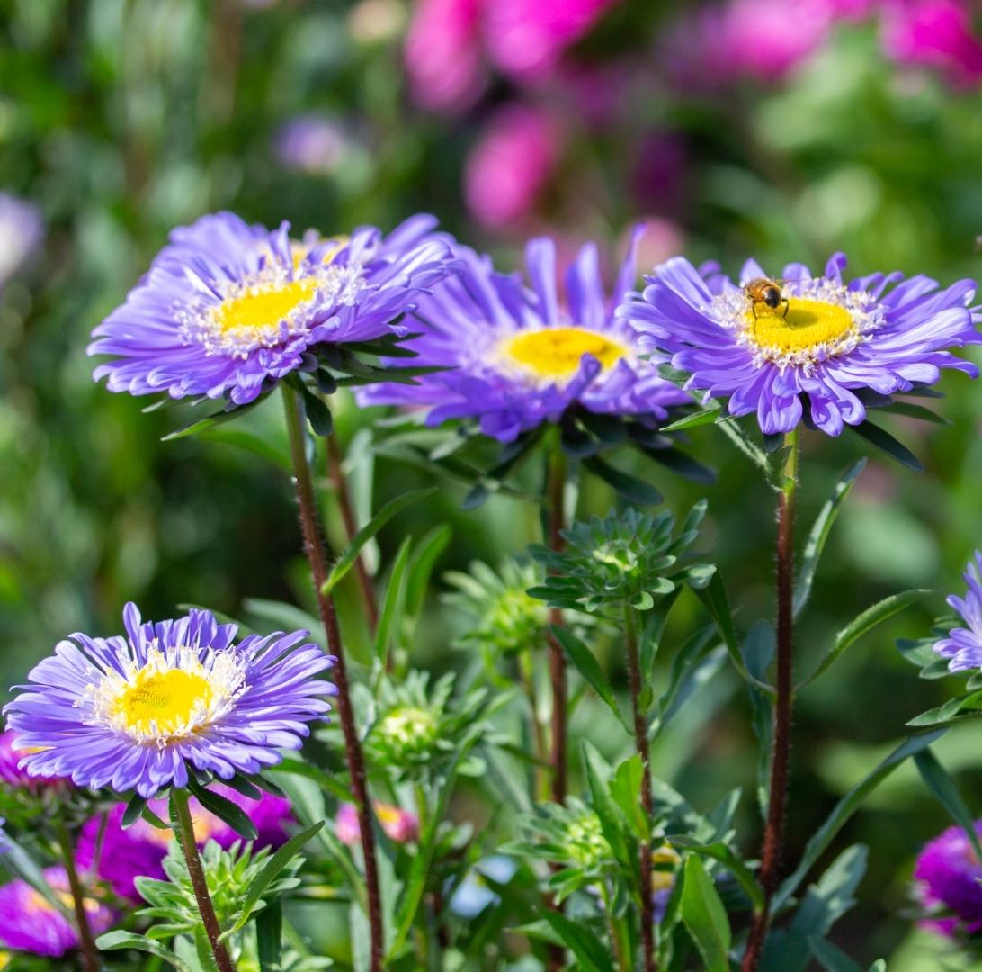 Sommaraster-2