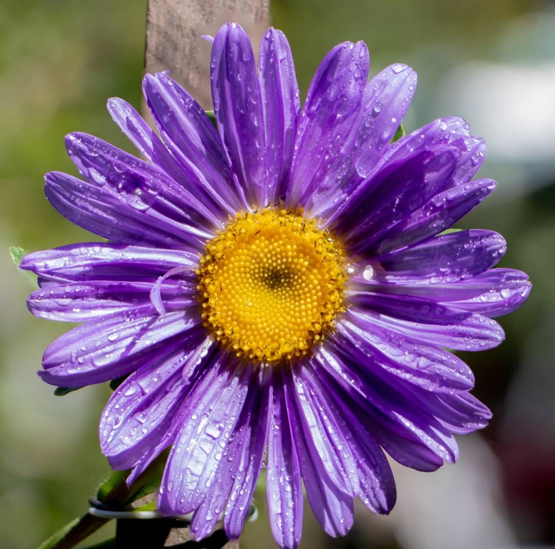 Sommaraster-3