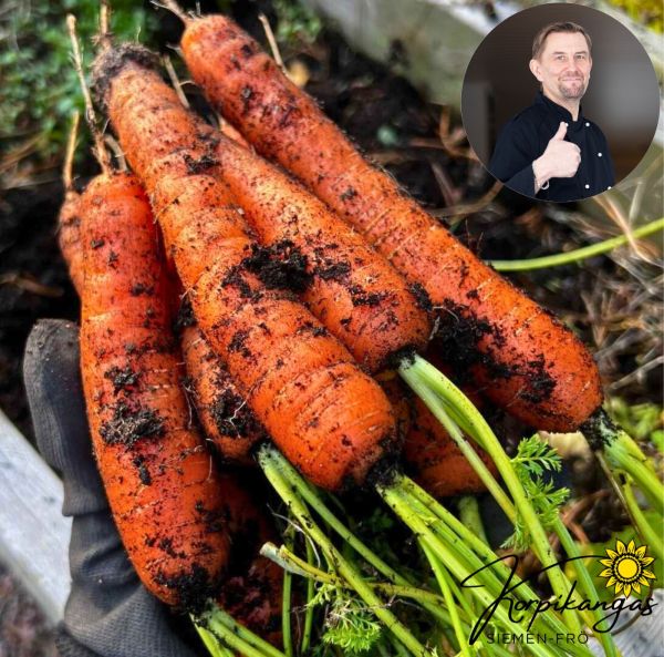 Porkkana, Nantes-tyyppinen