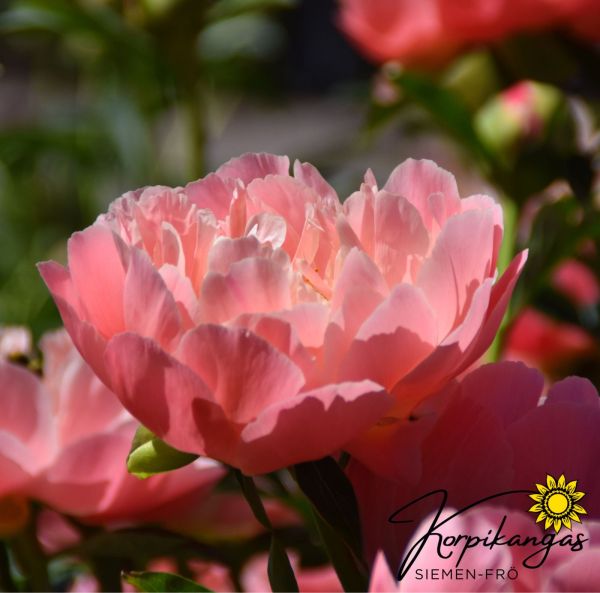 Pion, Luktpion  Rötter-5