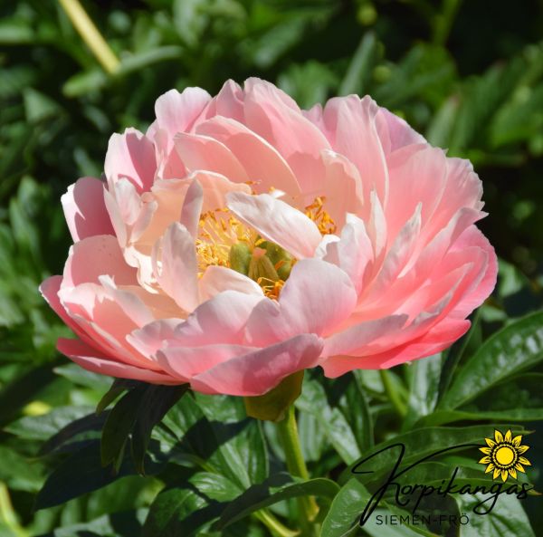 Pion, Luktpion  Rötter-3