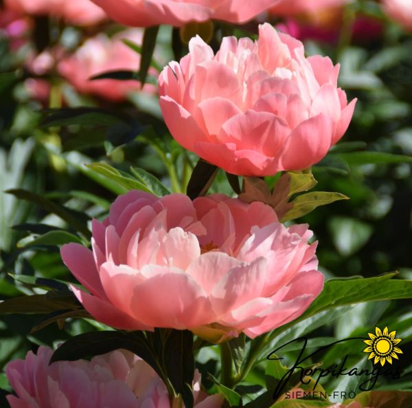 Pion, Luktpion  Rötter-4