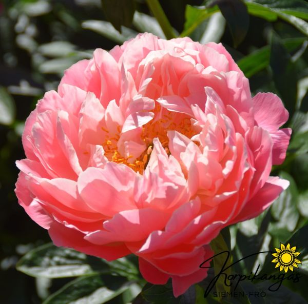 Pion, Luktpion  Rötter-2