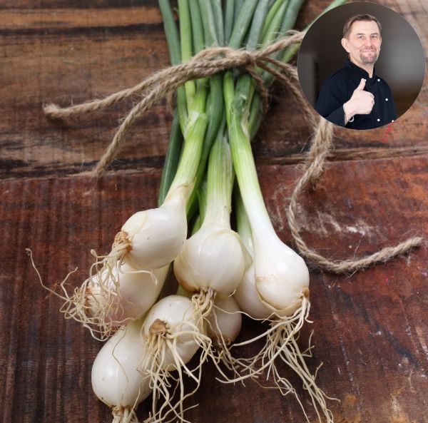 Kevätsipuli, Salaattisipuli Luomu