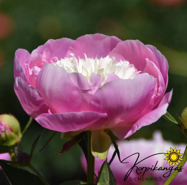 Pioni, Kiinanpioni, Jalopioni - Juurakko-4