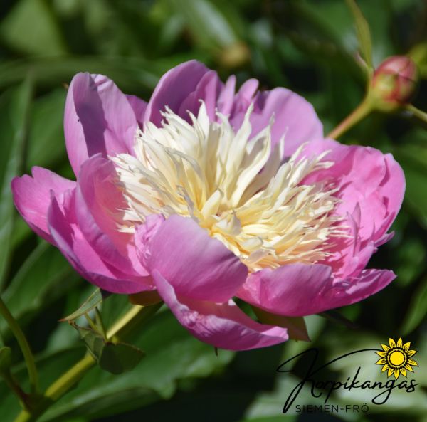 Pioni, Kiinanpioni, Jalopioni - Juurakko-3