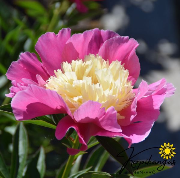 Pion, Luktpion - Rötter