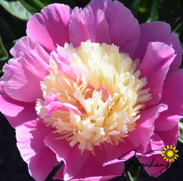 Pioni, Kiinanpioni, Jalopioni - Juurakko-2