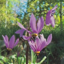 Tolvgudablomma, rötter