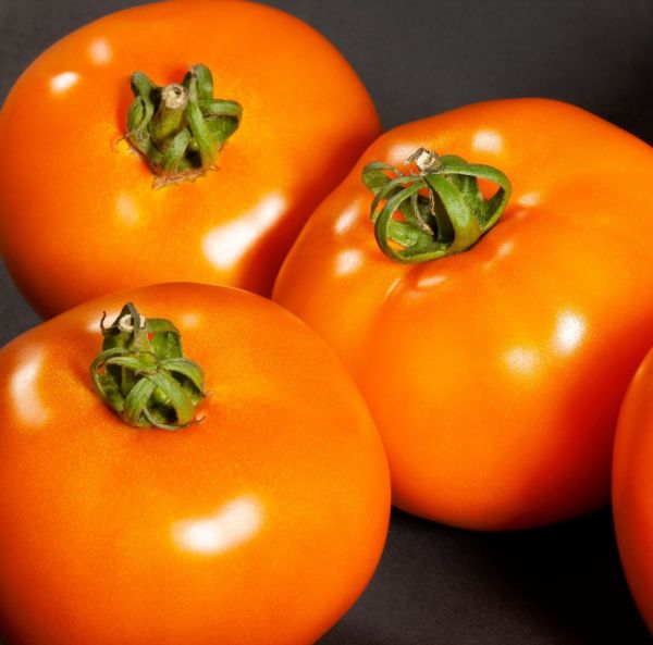 Pihvitomaatti kasvihuoneeseen