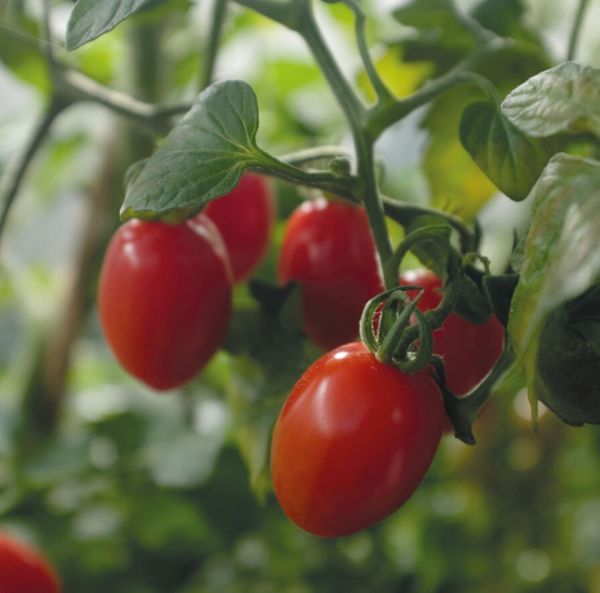 Kirsikkatomaatti-3