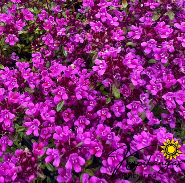 Backtimjan, pluggplanta