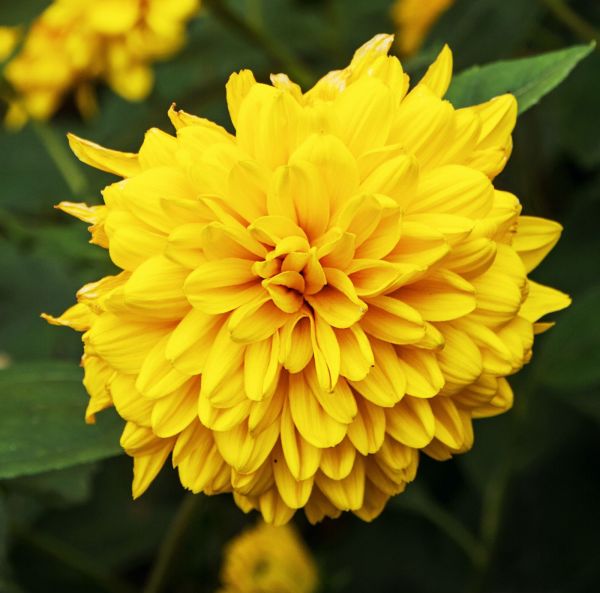 Mångårig solros - rötter