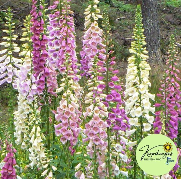 Digitalis blandning