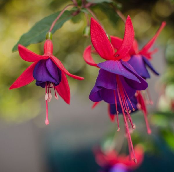 Fuchsia, pluggplanta